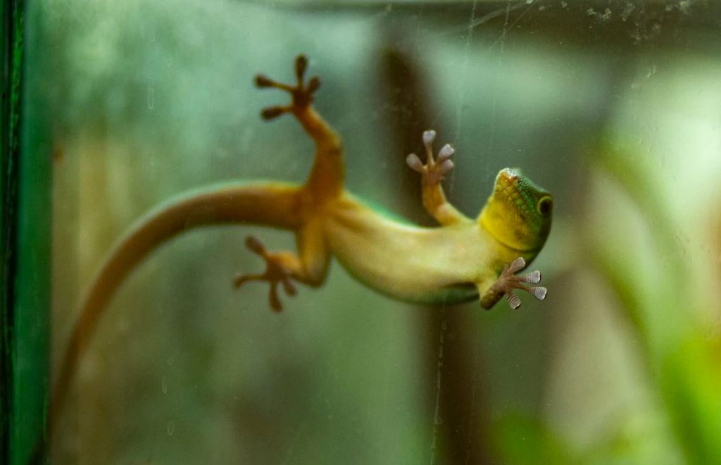 un lézard sur la vitre d'un terrarium